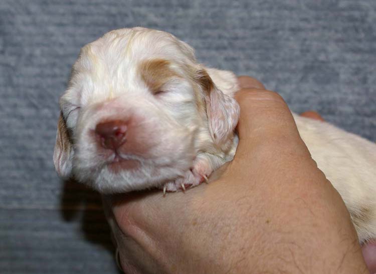 Girl_Bronze_Tail_2weeks_a