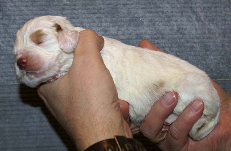 Girl_Bronze_Tail_2weeks_c