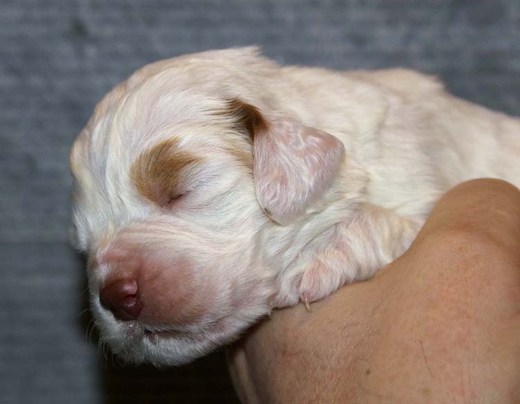 Girl_Bronze_Tail_2weeks_d