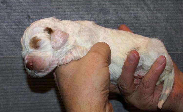 Girl_Bronze_Tail_2weeks_e