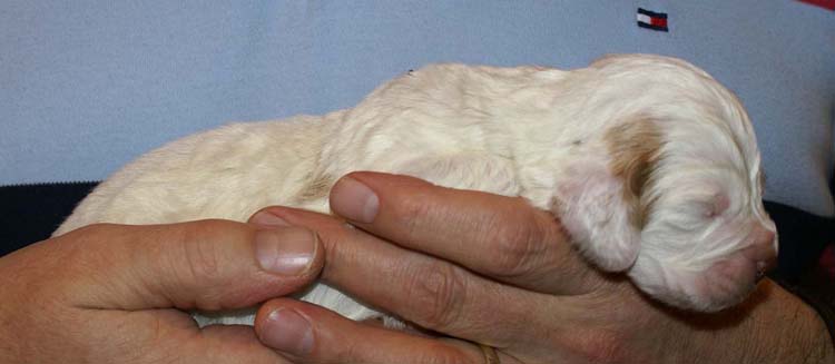 Girl_Bronze_Tail_2weeks_g