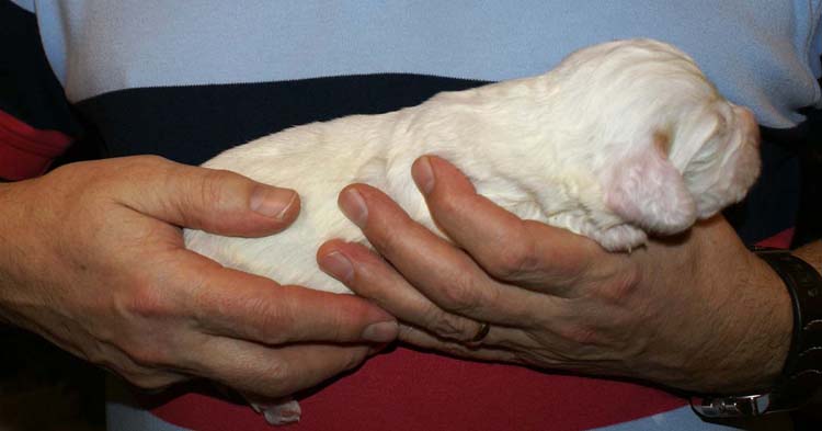 Girl_Pink_Tail_2weeks_a