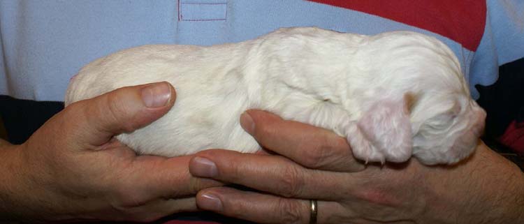 Girl_Pink_Tail_2weeks_b