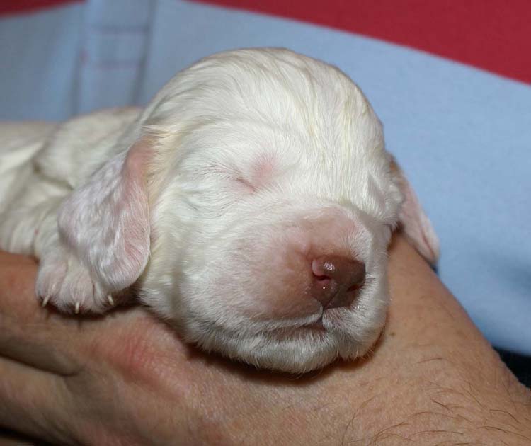 Girl_Pink_Tail_2weeks_d