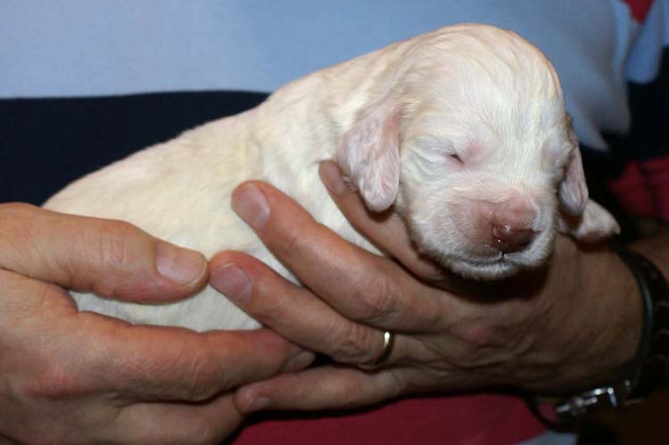 Girl_Pink_Tail_2weeks_f