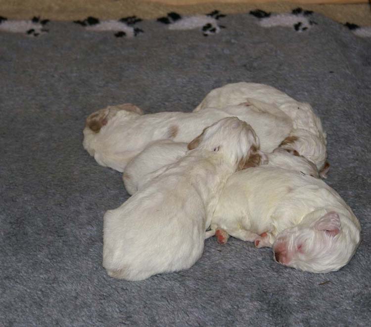 a2_Windy_Fraser_pups_2weeks_a