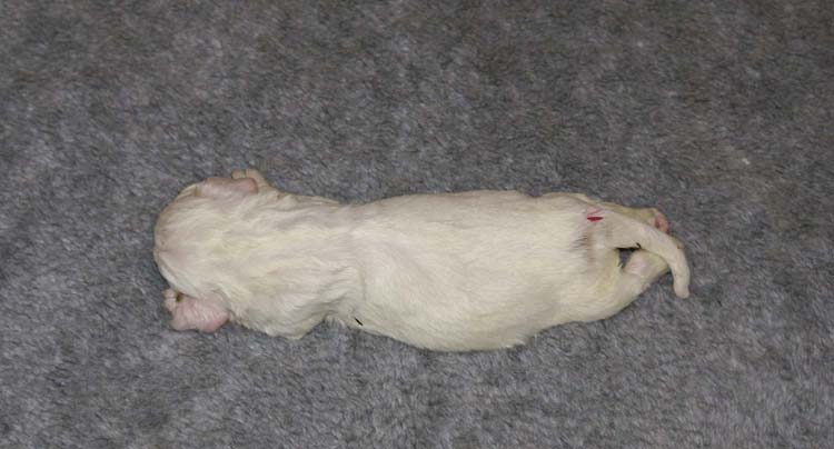 a2_Windy_Fraser_pups_2weeks_b