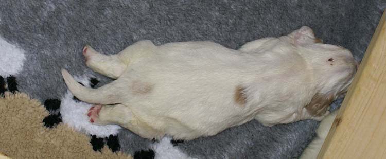 a2_Windy_Fraser_pups_2weeks_d