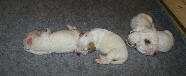 a2_Windy_Fraser_pups_2weeks_e