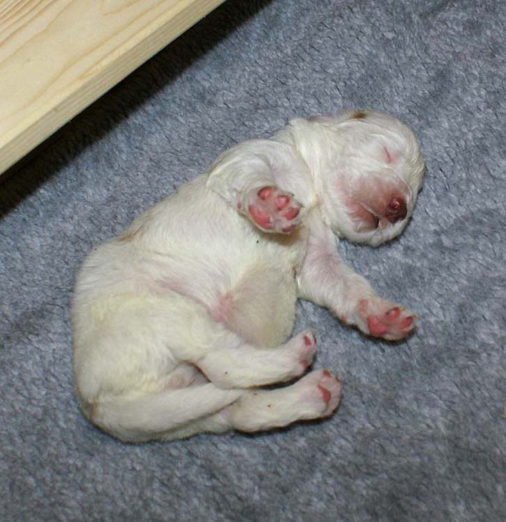 a2_Windy_Fraser_pups_2weeks_g