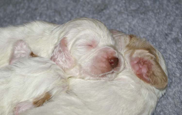 a2_Windy_Fraser_pups_2weeks_h