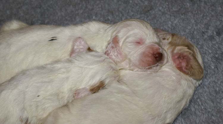 a2_Windy_Fraser_pups_2weeks_i