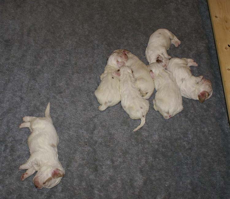 a2_Windy_Fraser_pups_2weeks_j