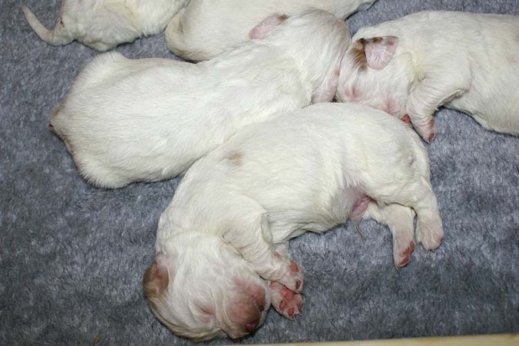 a2_Windy_Fraser_pups_2weeks_l