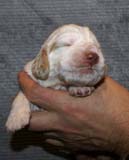 Boy_Bronze_Head_2weeks_f