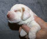 Boy_Bronze_Head_2weeks_g