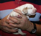 Boy_Bronze_Head_2weeks_i