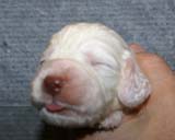 Boy_Green_Back_2weeks_d