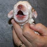 Boy_Pink_Back_2weeks_a