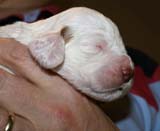 Boy_Pink_Back_2weeks_e