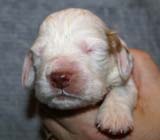 Boy_Pink_Back_2weeks_f