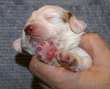 Boy_Pink_Back_2weeks_g