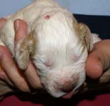 Boy_Pink_Head_2weeks_e