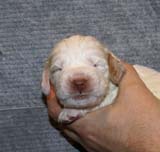 Boy_Purple_Head_2weeks_d