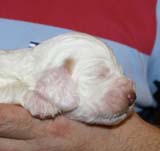 Girl_Pink_Tail_2weeks_c