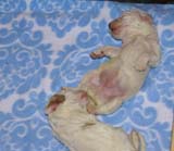 a1_Windy_Fraser_pups_12days_c