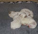 a2_Windy_Fraser_pups_2weeks_a