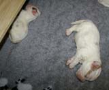 a2_Windy_Fraser_pups_2weeks_f