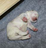 a2_Windy_Fraser_pups_2weeks_g