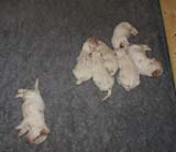 a2_Windy_Fraser_pups_2weeks_j