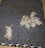 a2_Windy_Fraser_pups_2weeks_k