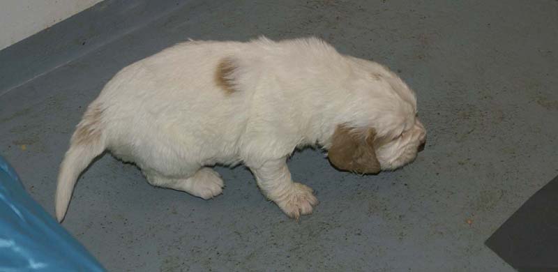 Boy_Bronze_Head_3,5weeks_b