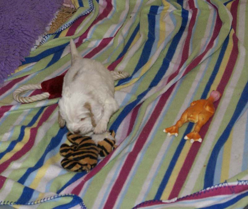 Boy_Bronze_Head_3,5weeks_c