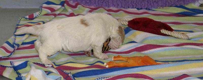 Boy_Bronze_Head_3,5weeks_d