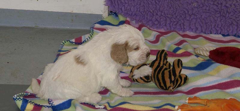 Boy_Bronze_Head_3,5weeks_e