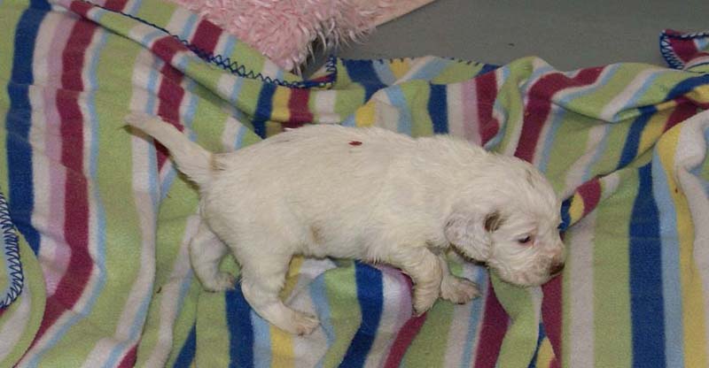 Boy_Pink_Back_3,5weeks_a