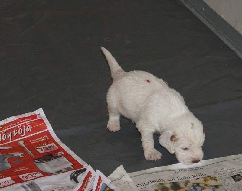 Boy_Pink_Back_3,5weeks_b