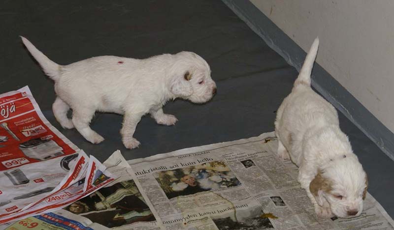 Boy_Pink_Back_Boy_Purple_Head_3,5weeks