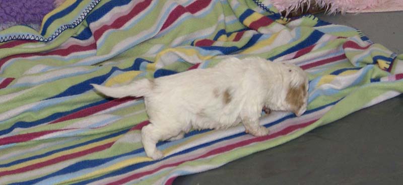 Boy_Purple_Head_3,5weeks_a