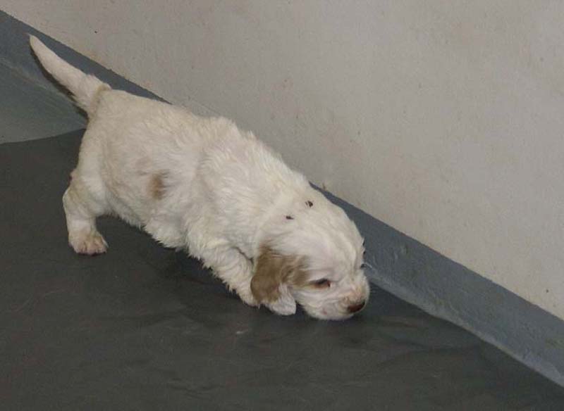 Boy_Purple_Head_3,5weeks_b