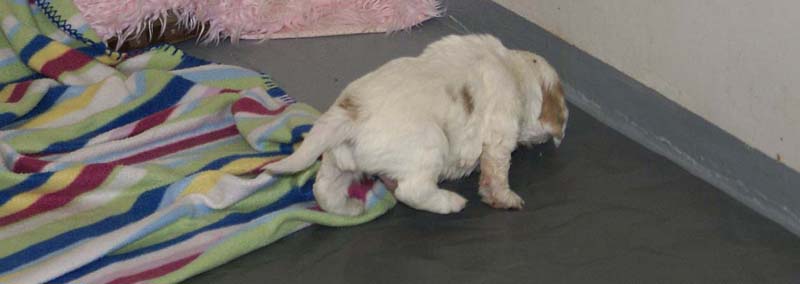 Boy_Purple_Head_3,5weeks_c