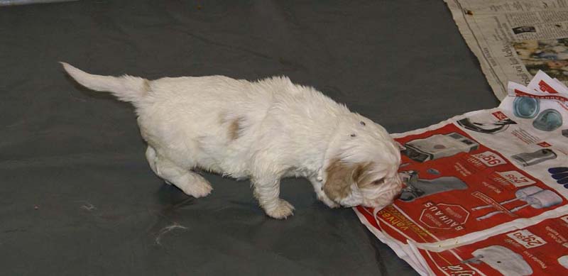 Boy_Purple_Head_3,5weeks_d