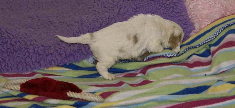 Boy_Purple_Head_3,5weeks_e