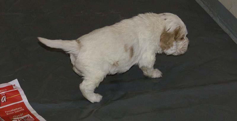 Boy_Purple_Head_3,5weeks_f