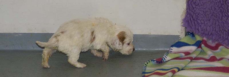 Girl_Bronze_Tail_3,5weeks_d