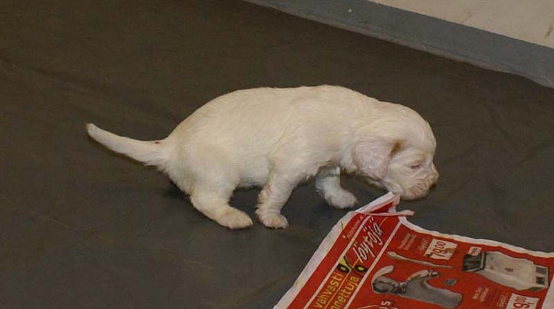 Girl_Pink_Tail_3,5weeks_a